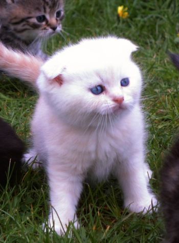 Desert Dance Scottish Fold Kater